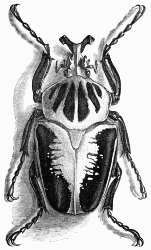 Fig. 430.&mdash;Goliathus Druryi (natural size).