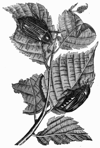 Fig. 432.&mdash;Cockchafer