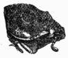 Fig. 437.&mdash;Head of Oryctes nasicornis, female.