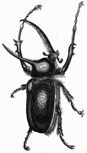 Fig. 440.&mdash;Scarabæus (Golofa) Porteri.