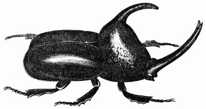 Fig. 441.&mdash;Scarabæus enema, or Enema infundibulum.