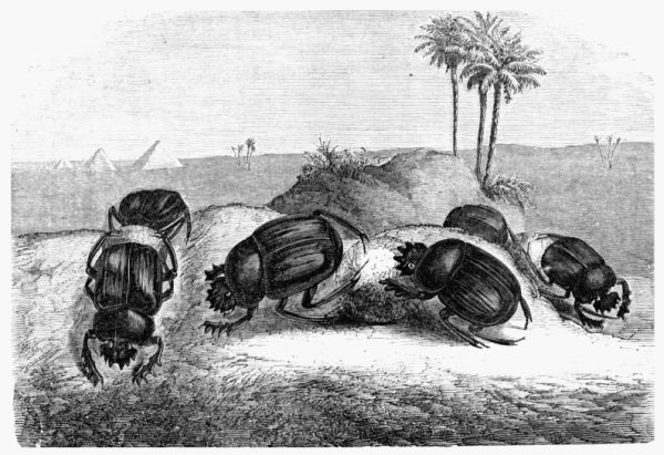 Fig. 442.&mdash;The Sacred Scarabæus of the Egyptians 