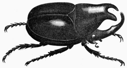 Fig. 443.&mdash;Megacerus chorinæus.