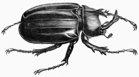 Fig. 444.&mdash;Megalosoma anubis (male).