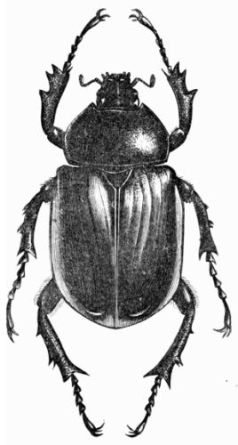 Fig. 445.&mdash;Megalosoma anubis (female).