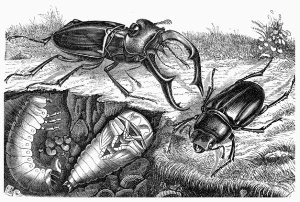 Fig. 447.&mdash;Common Stag Beetle