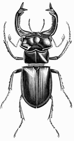 Fig. 448.&mdash;Stag Beetle