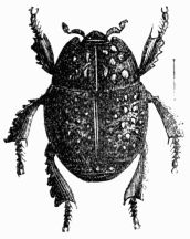 Fig. 454.&mdash;Hister rugosus