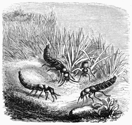 Fig. 464.&mdash;Staphylinus (Ocypus) olens.