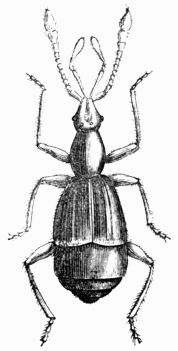 Fig. 467.&mdash;Pselaphus Heisii (magnified).