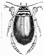 Fig. 478.&mdash;Acilius sulcatus (male).