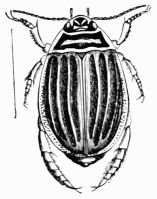 Fig. 479.&mdash;Acilius sulcatus (female).