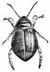 Fig. 480.&mdash;Acilius fasciatus (male).