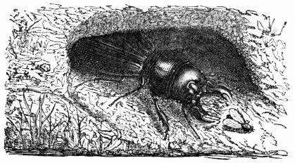 Fig. 517.&mdash;Scarites lævigatus.