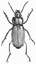 Fig. 518.&mdash;Harpalus æneus.