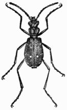 Fig. 523.&mdash;Tiger Beetle