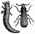 Fig. 542.&mdash;Tenebrio molitor (larva and imago).
