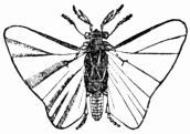 Fig. 543.&mdash;Stylops (magnified).