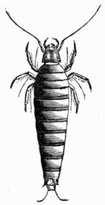 Fig. 546.&mdash;First larva of Sitaris humeralis (magnified).