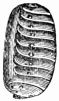Fig. 547.&mdash;Pseudo-nymph of Sitaris humeralis.