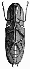 Fig. 551.&mdash;Jumping organ of the Elater.