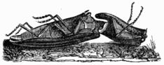 Fig. 552.&mdash;Jumping organ of the Elater, seen sideways.