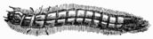 Fig. 553.&mdash;Larva of the Elater.
