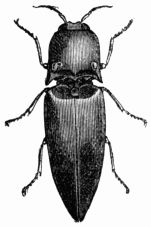 Fig. 554.&mdash;The Cucuyo (Pyrophorus noctilucus).