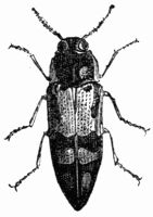 Fig. 555.&mdash;Buprestis (Cyria) imperialis.