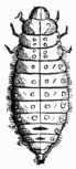 Fig. 563.&mdash;Larva of Lina populi.