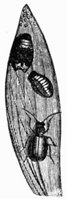 Fig. 564.&mdash;Larva and imago of Crioceris merdigera.