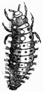 Fig. 566.&mdash;Larva of the Lady-bird.
