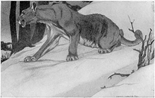 &ldquo;HIS BIG, SPREADING PAWS CARRIED HIM OVER ITS SURFACE AS IF HE HAD BEEN SHOD WITH SNOW-SHOES.&rdquo;