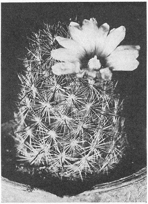 CALIFORNIA PINCUSHION (Mammillaria tetrancistera)