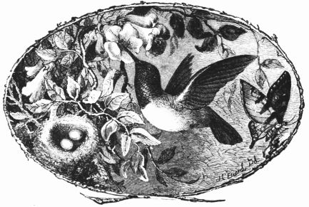 bird and nest