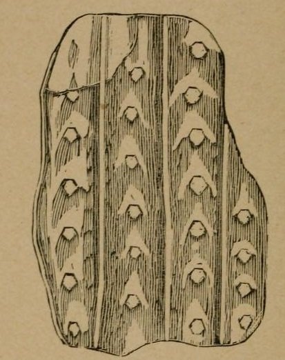 bark