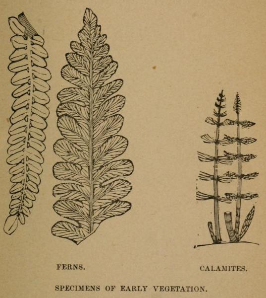 Plants