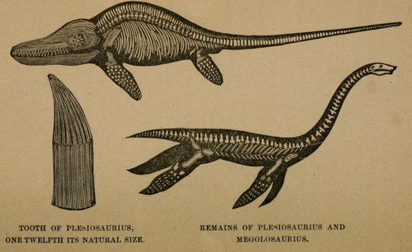 Plesiosaurus
