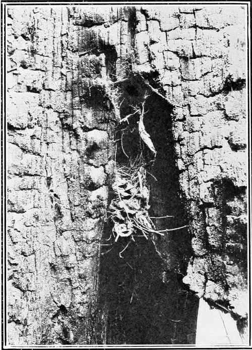 Taken in Seattle. Photo by the Author.
NEST OF WESTERN WINTER WREN IN CHARRED STUMP.
NOTE THAT A SPIDER WEB ABOVE CLOSELY SIMULATES THE NEST ENTRANCE, WHICH IS REALLY ABOUT MIDWAY.