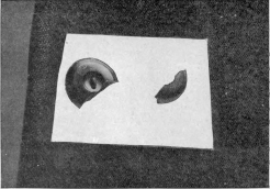 Photo: Cassell & Company, Limited.

BROKEN BUTTON AT THE BLACK MUSEUM: A CLUE.

(The white paper has been placed upon the cloth to show up the
button.)