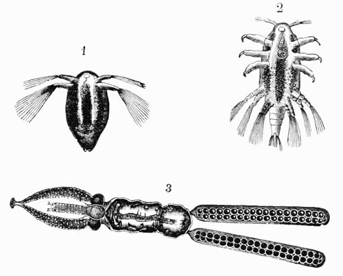Illustration: Tracheliastes of the Cyprin�