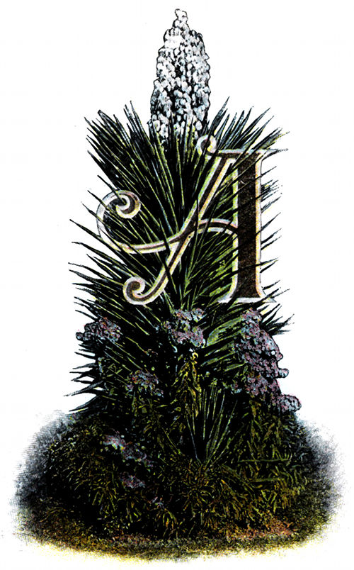 Illustrated &ldquo;A&rdquo;
