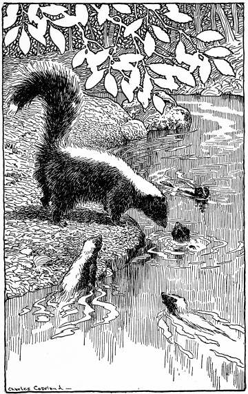 Mrs. White-Spot Teaching the Little Skunks How to Take a
Bath