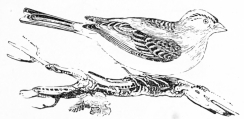 [Image not available]