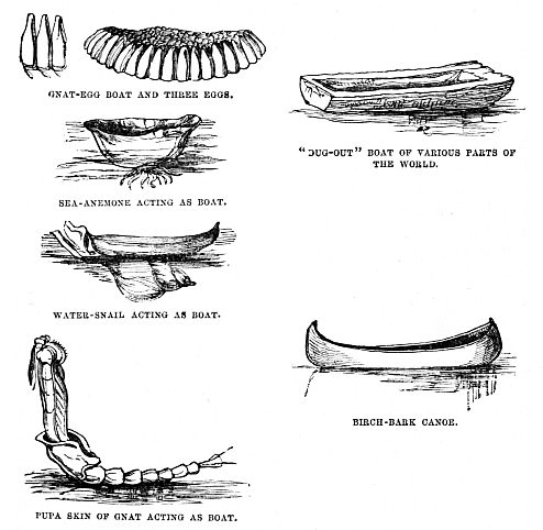 Image unavailable: GNAT-EGG BOAT AND THREE EGGS.

“DUG-OUT” BOAT OF VARIOUS PARTS OF THE WORLD.

SEA-ANEMONE ACTING AS BOAT.

WATER-SNAIL ACTING AS BOAT.

BIRCH-BARK CANOE.
PUPA SKIN OF GNAT ACTING AS BOAT.