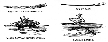 Image unavailable: OAR-LEG OF WATER-BOATMAN.

OAR OF BOAT.

WATER-BOATMAN ROWING ITSELF.

OARSMAN ROWING.