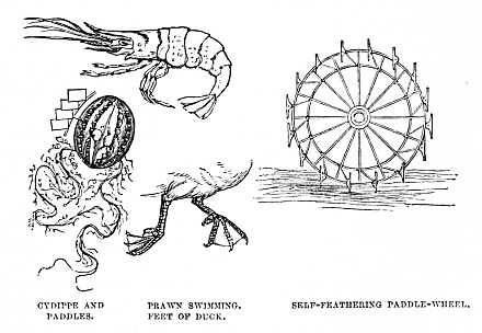 Image unavailable: CYDIPPE AND PADDLES.
PRAWN SWIMMING.
FEET of DUCK.
SELF-FEATHERING PADDLE-WHEEL.