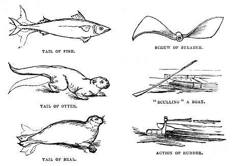 Image unavailable: TAIL OF FISH.

SCREW OF STEAMER.

TAIL OF OTTER.

“SCULLING” A BOAT.

TAIL OF SEAL.

ACTION OF RUDDER.