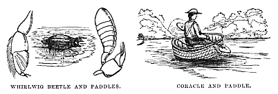 Image unavailable:
WHIRLWIG BEETLE AND PADDLES.
CORACLE AND PADDLE.