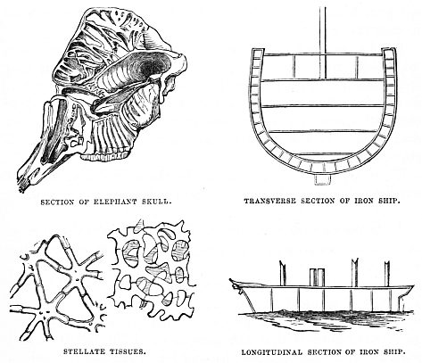 Image unavailable:
SECTION OF ELEPHANT SKULL.     TRANSVERSE SECTION OF IRON SHIP.
STELLATE TISSUES.              LONGITUDINAL SECTION OF IRON SHIP.